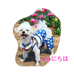 [LINEスタンプ] マルプーの桃2