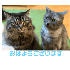 [LINEスタンプ] ききんのスタンプ