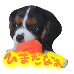 [LINEスタンプ] キャバリアの仲間たち