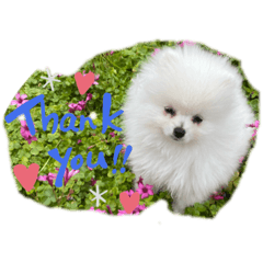 [LINEスタンプ] ちゃちゃ丸1号