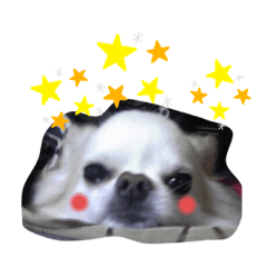 [LINEスタンプ] がっなっこたきな