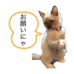[LINEスタンプ] ラグドールスタンプ その2