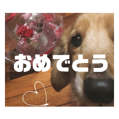 [LINEスタンプ] NEMO's STICKERS