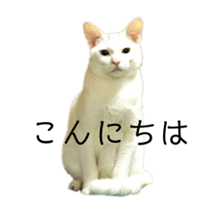 [LINEスタンプ] ＄