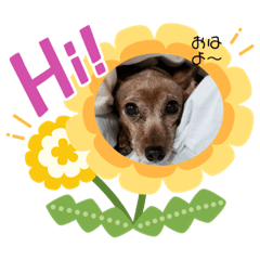 [LINEスタンプ] あたちミニピンあずたん