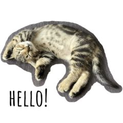 [LINEスタンプ] ちょこちくわ