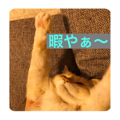 [LINEスタンプ] 愛猫天使