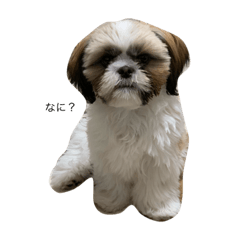 [LINEスタンプ] もちもちお