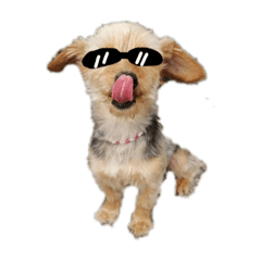 [LINEスタンプ] いぬぬぬぬ1