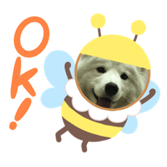 [LINEスタンプ] サモエド  もふもふみるく