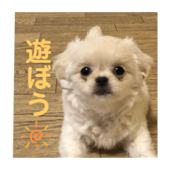 [LINEスタンプ] めい♀(チワペキ)