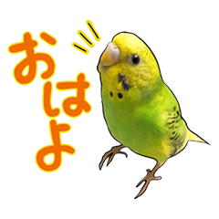 [LINEスタンプ] ウチの子ミドちゃん