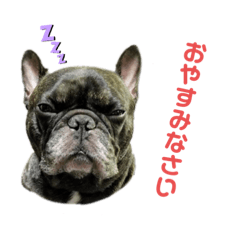 [LINEスタンプ] フレンチブルドッグのこてつ