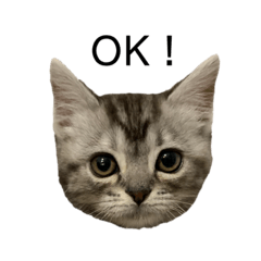 [LINEスタンプ] アメショ柄猫ちゃん