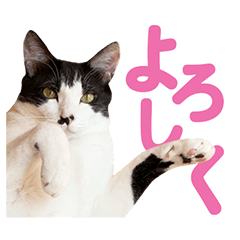 [LINEスタンプ] 日常で使える！かわいすぎるリアルネコ