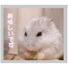 [LINEスタンプ] 日常会話ハムスター