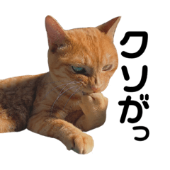 [LINEスタンプ] 我が家の猫「ちょろ」