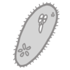 [LINEスタンプ] ぞうりむしちゃん