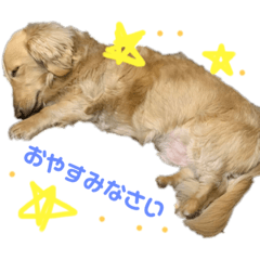 [LINEスタンプ] みんな大好き❤️コロのスタンプ