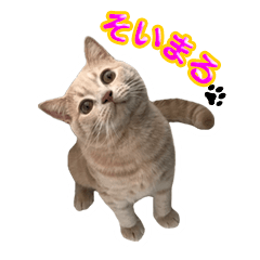 [LINEスタンプ] 毎日そいまる