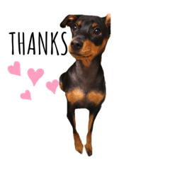 [LINEスタンプ] ミニチュアピンシャー◎