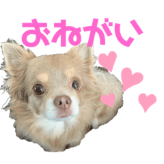 [LINEスタンプ] チビくん♡