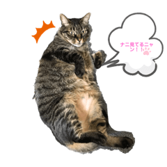 [LINEスタンプ] umeshima - cat life -