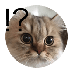[LINEスタンプ] こまちゃんスタンプ 〜日常〜