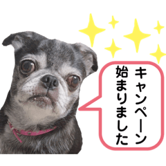 [LINEスタンプ] 愛犬スタンプ 敬語編