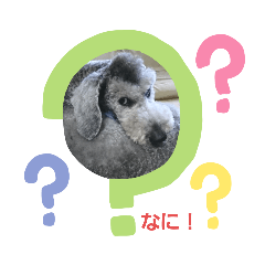 [LINEスタンプ] toyo dog
