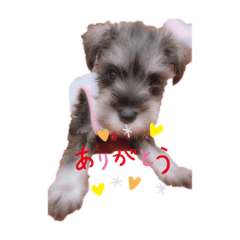 [LINEスタンプ] 家族のモコ！
