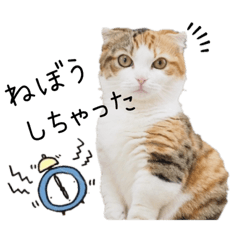 [LINEスタンプ] 子猫の生活 2020