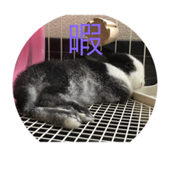 [LINEスタンプ] ウサギダン・・