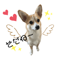 [LINEスタンプ] チワワコーギーのミルク