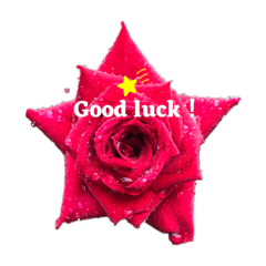 [LINEスタンプ] 薔薇と共にメッセージを伝える実写スタンプ