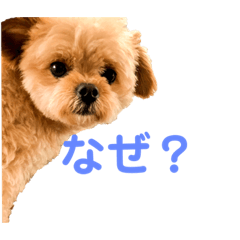 [LINEスタンプ] ポメプー＊パンのスタンプ