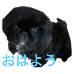 [LINEスタンプ] そらももちゃんスタンプ