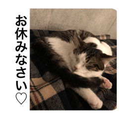 [LINEスタンプ] 猫のネコちゃん①
