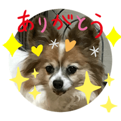 [LINEスタンプ] 我家の姉妹達