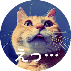 [LINEスタンプ] ねこねこニャンニャン