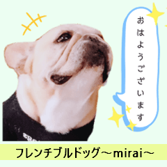 [LINEスタンプ] フレンチブルドッグmirai スタンプ