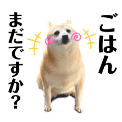[LINEスタンプ] 柴犬 さくらちゃん