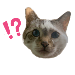 [LINEスタンプ] 寝転ぶネコスタンプ