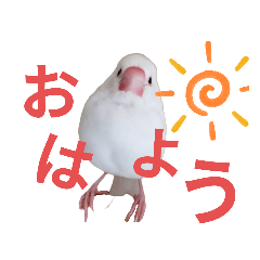 [LINEスタンプ] 白文鳥の挨拶♡