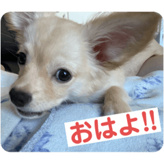 [LINEスタンプ] ♡ロイ＆ぷぅ♡