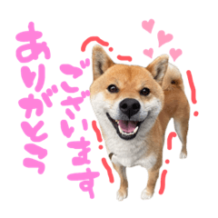 [LINEスタンプ] ごきげんラテポン