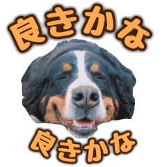 [LINEスタンプ] バーニーズマウンテンドッグのZIKIさん
