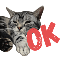 [LINEスタンプ] 中村家の猫たちです