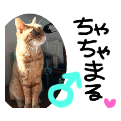 [LINEスタンプ] ちゃちゃまるスタンプ①