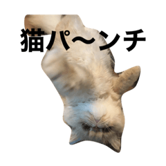[LINEスタンプ] エキゾチック猫マー君